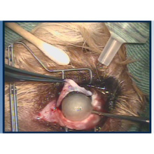 イヌの白内障　超音波水晶体乳化吸引術及び嚢外摘出術
