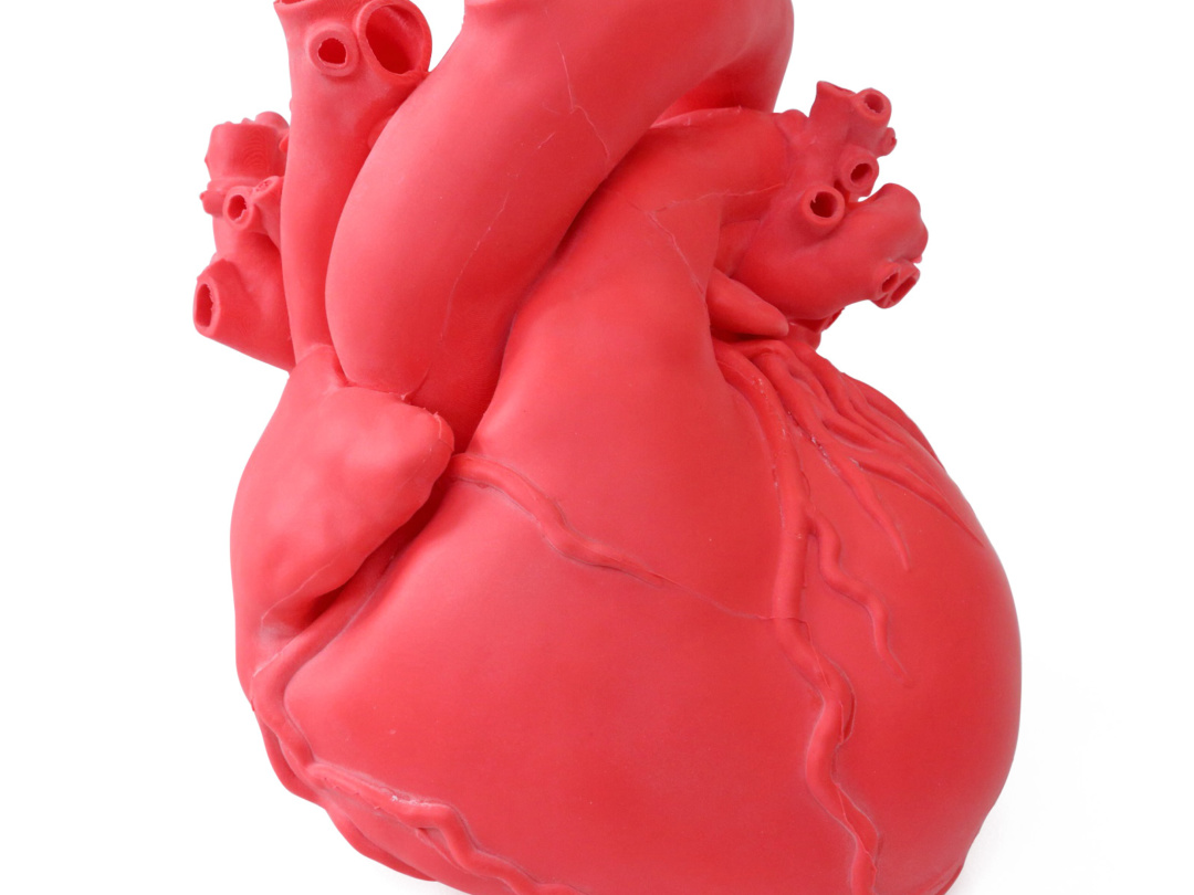 心臓冠動脈模型 - その他