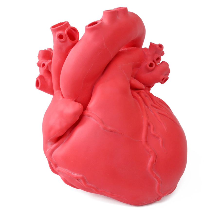 ラーニング リソース]Learning Resources 心臓模型 Heart Model LER3334｜知育玩具 