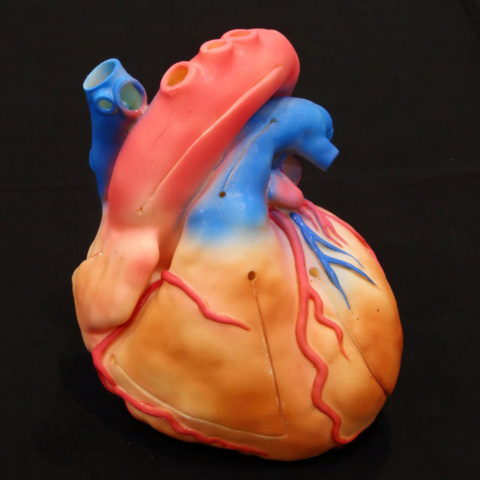 Cardio Model E.V. Color