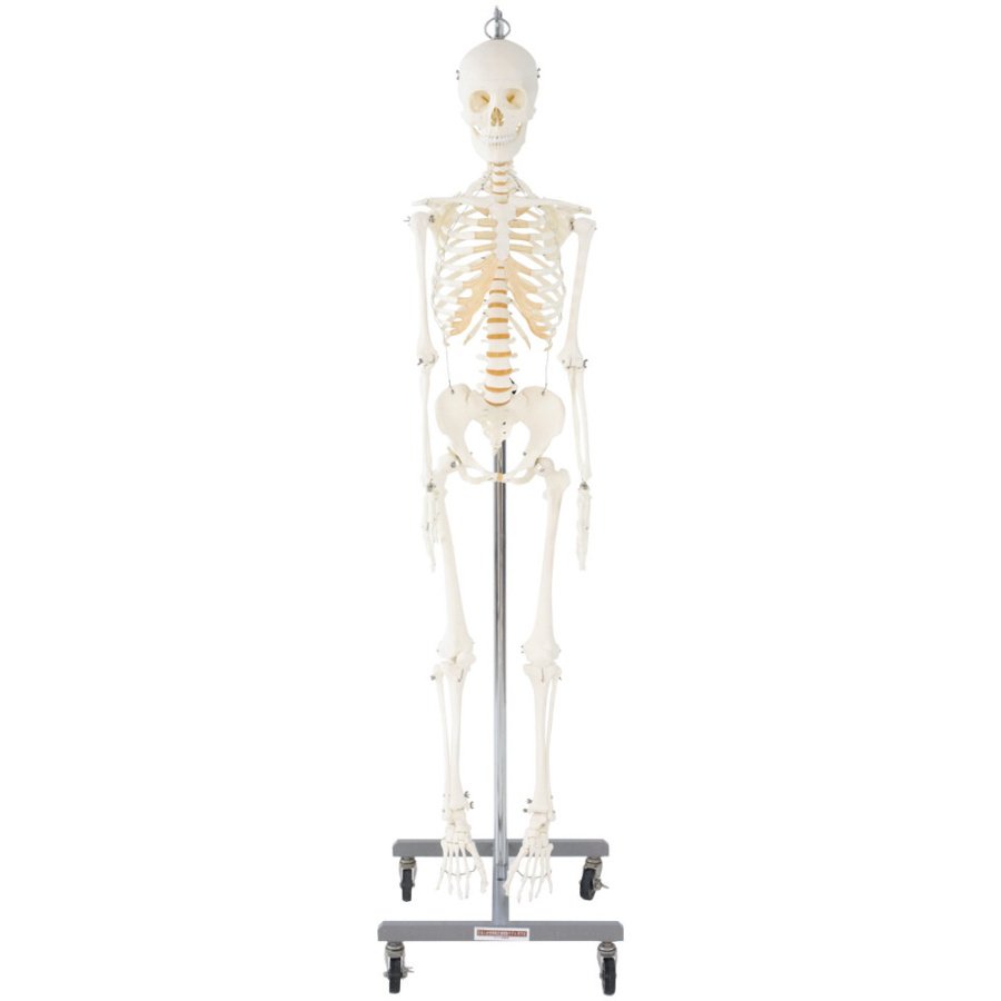 日本人女性骨格交連複製模型，吊下げ式 | 日本スリービー・サイエン