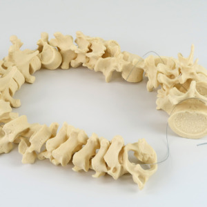 椎骨はナイロン糸で束ねられています。