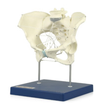骨盤経線模型