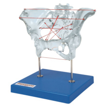 透明骨盤経線模型