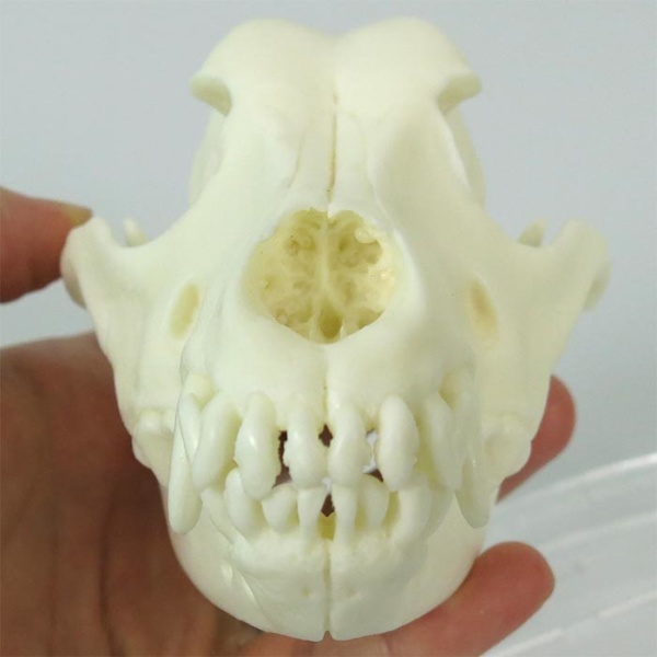 犬 の 頭蓋骨