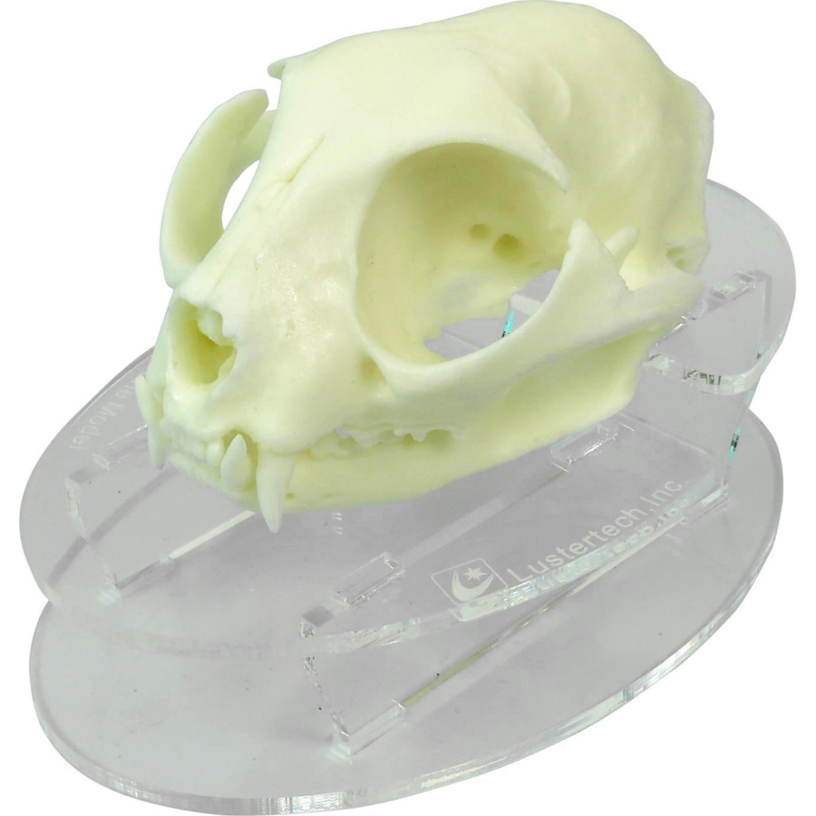 ネコの頭蓋骨模型，飾り台付 | 日本スリービー・サイエンティフィック