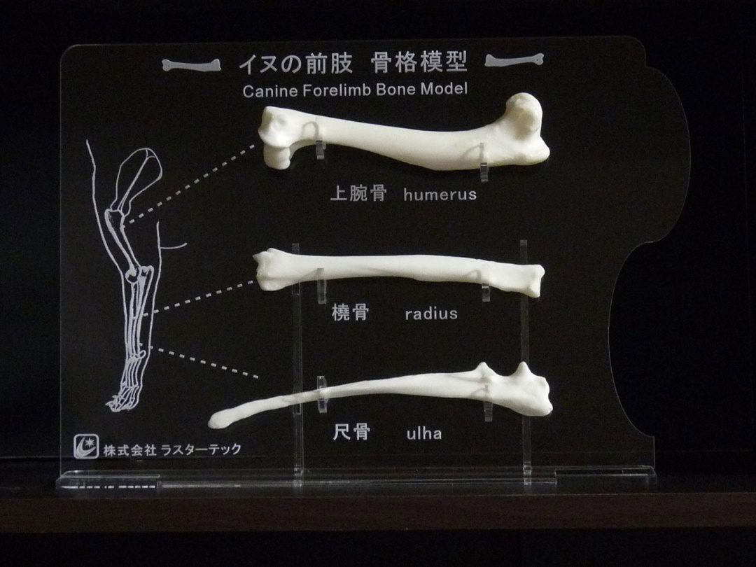イヌの前肢骨格模型 | 日本スリービー・サイエンティフィック