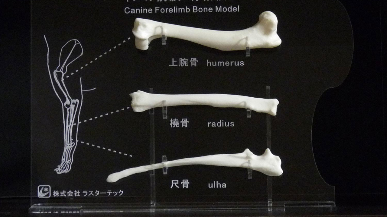 犬 骨格標本（樹脂製） - 犬用品