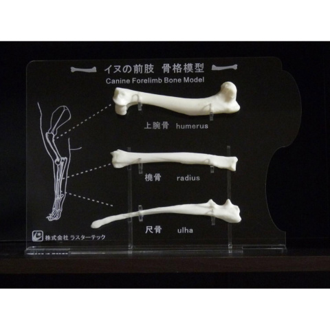 イヌの前肢骨格模型