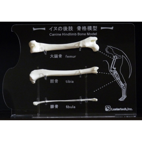イヌの後肢骨格模型
