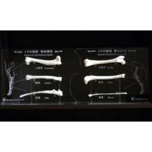 イヌの前肢と後肢骨格模型セット