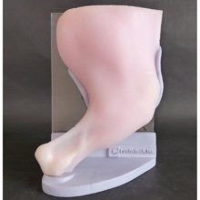 イヌの膝蓋関節シミュレーション模型