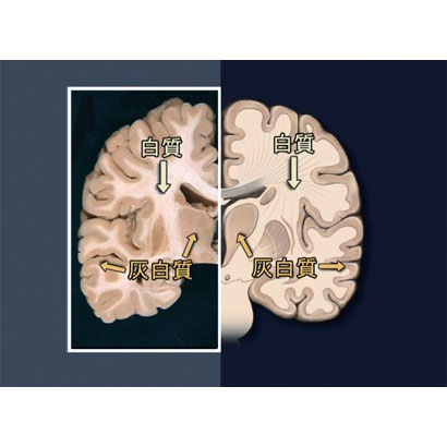 神経系I　中枢神経、高次機能、運動系