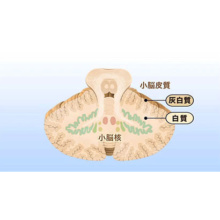 神経系のしくみ1