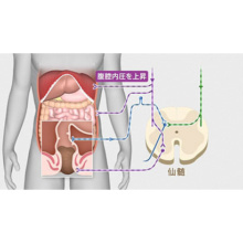 消化吸収のしくみ1