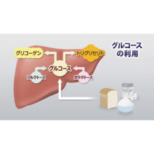 栄養の摂取と利用