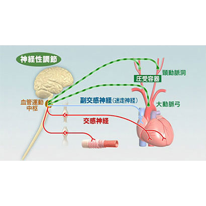 高血圧・他の治療薬