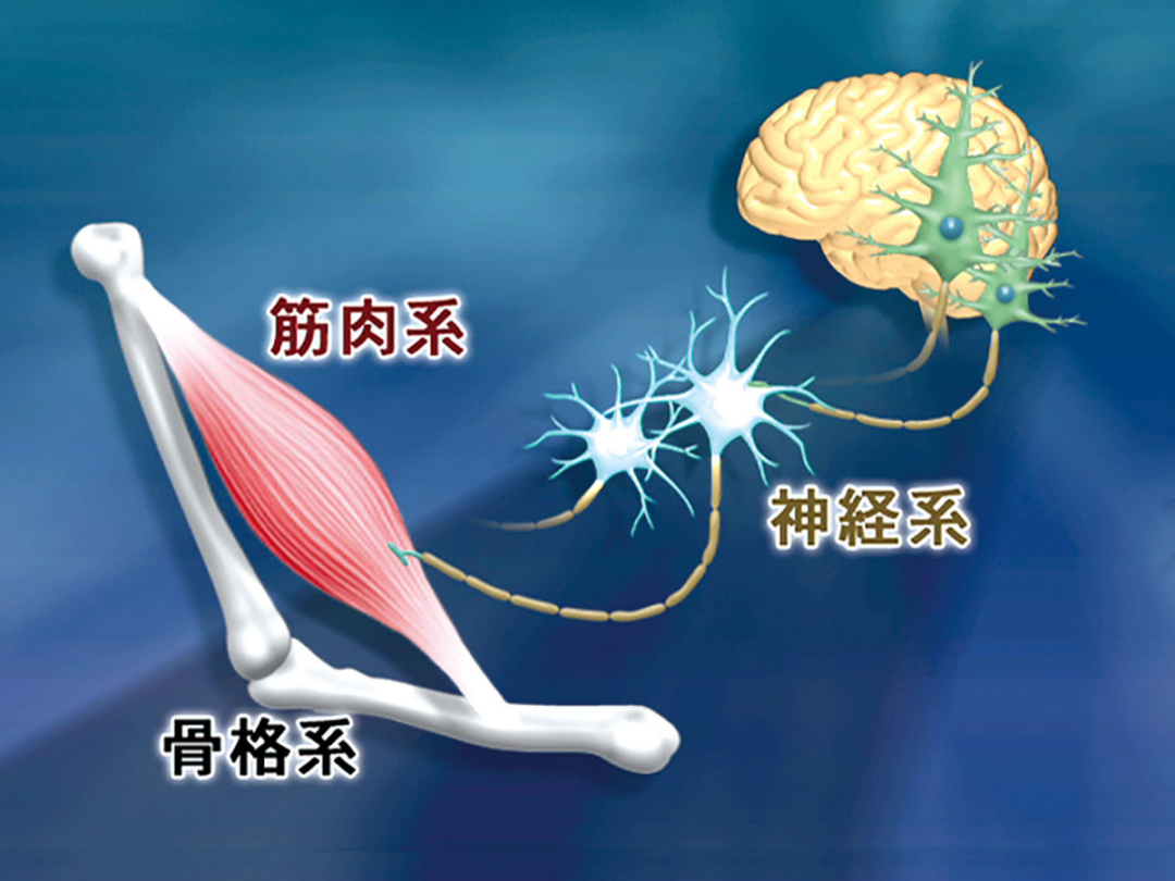 神経・骨格筋系の科学 | 日本スリービー・サイエンティフィック