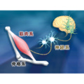 神経・骨格筋系の科学