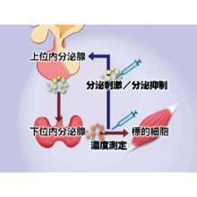 代謝・内分泌検査