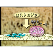 高齢者の生理機能1　感覚・運動・神経系